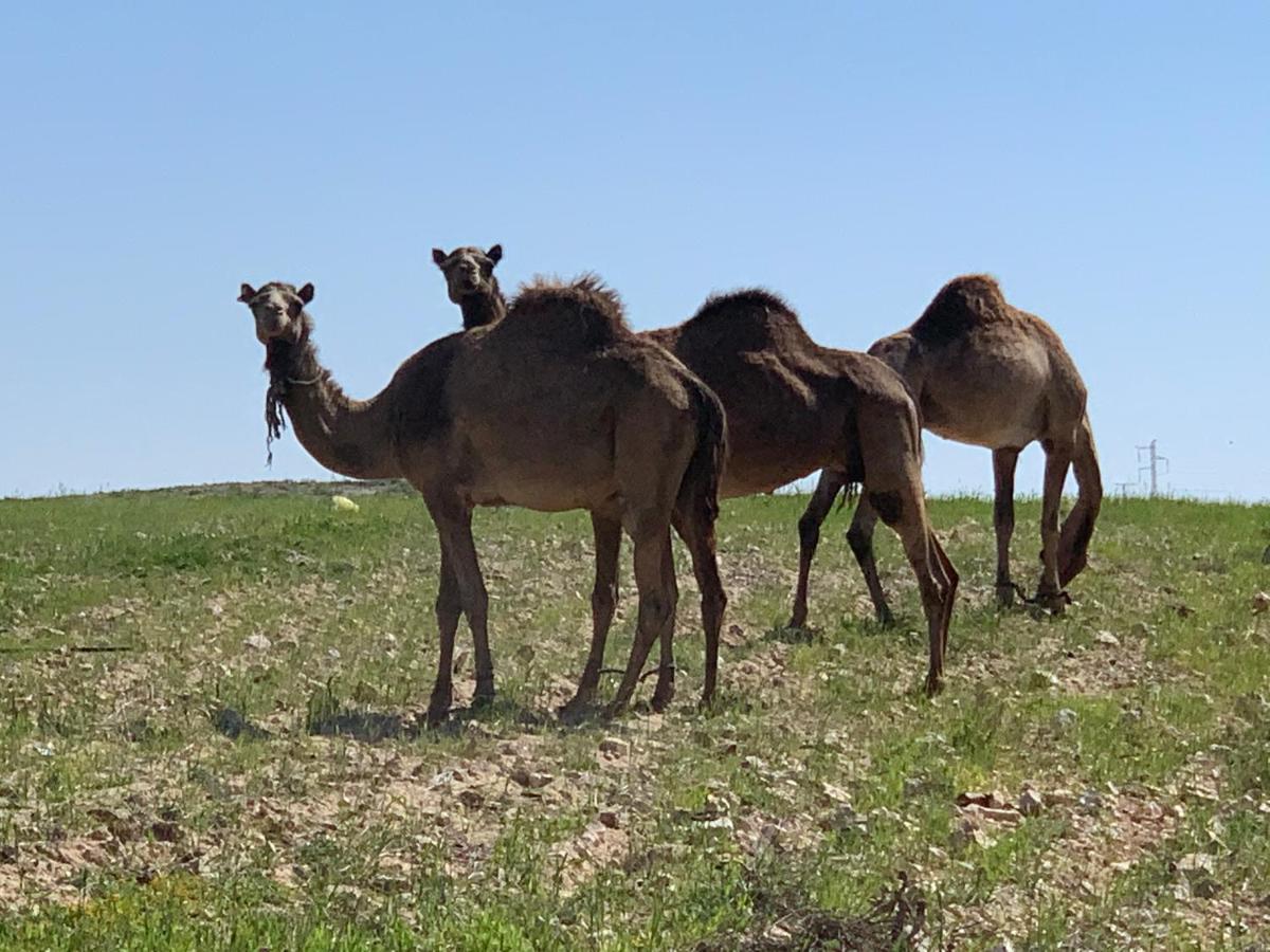 Отель Khan Alsira - חאן אלסרה Экстерьер фото